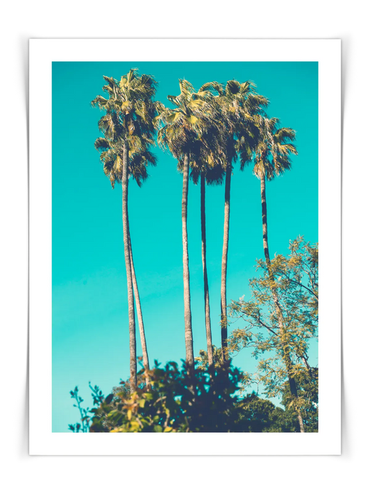 Palmen und blauer Himmel Poster