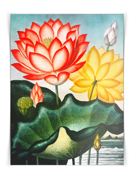 Egyptian Bean Poster