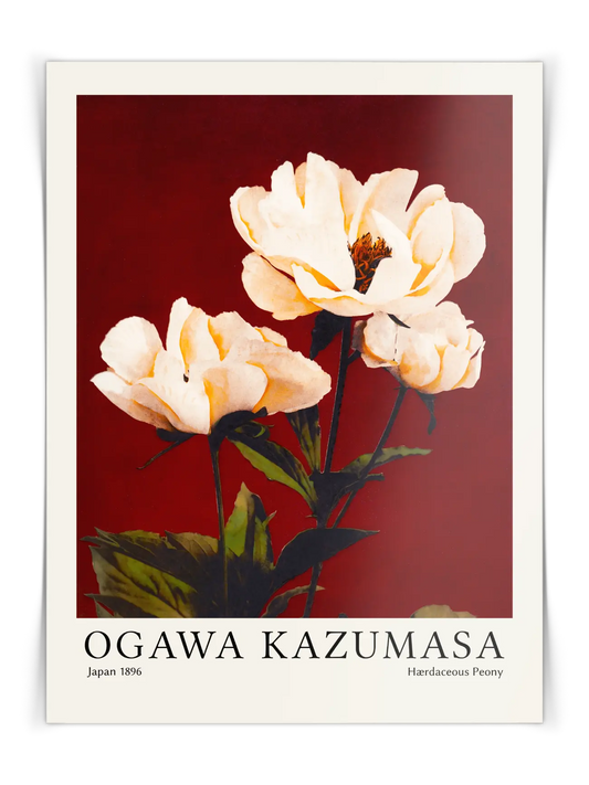 Ogawa Kazumasa - Hærdaceous Peony Poster
