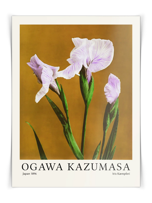 Ogawa Kazumasa - Iris Kæmpferi Poster