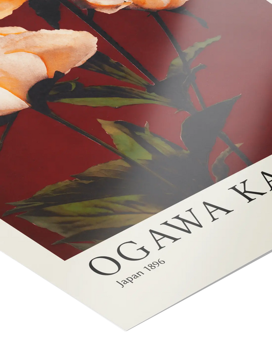 Ogawa Kazumasa - Hærdaceous Peony Poster