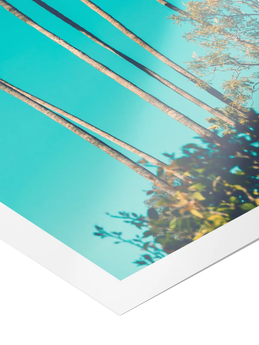 Palmen und blauer Himmel Poster