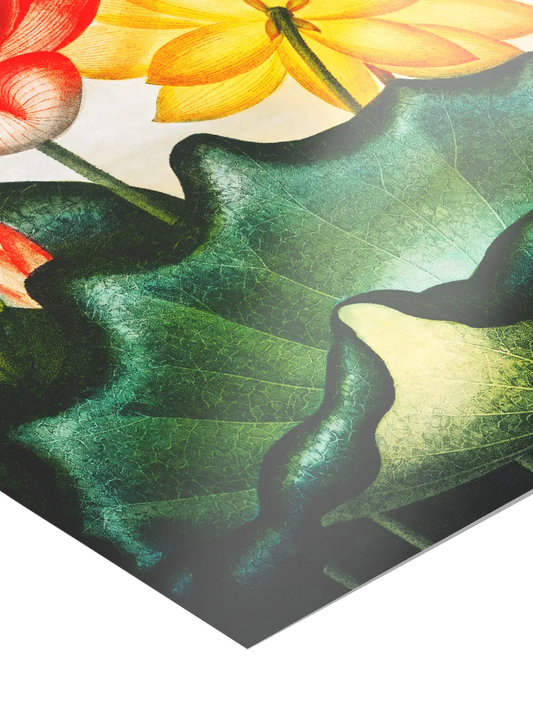 Egyptian Bean Poster