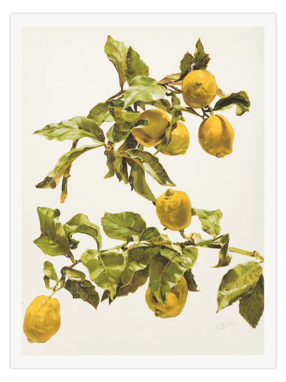 Zitronen Aquarell Poster