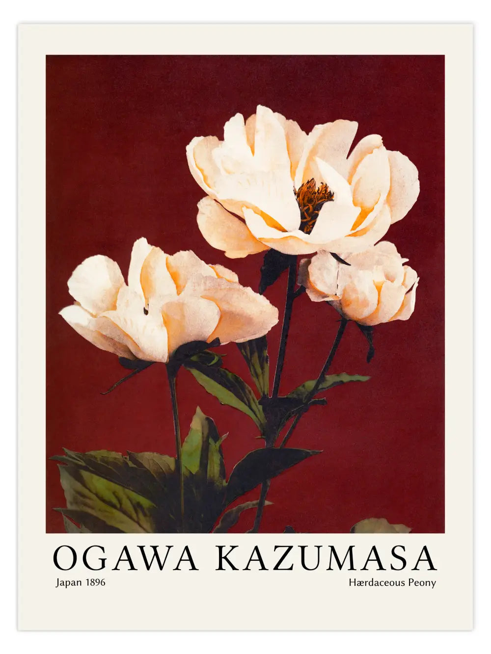 Ogawa Kazumasa - Hærdaceous Peony Poster