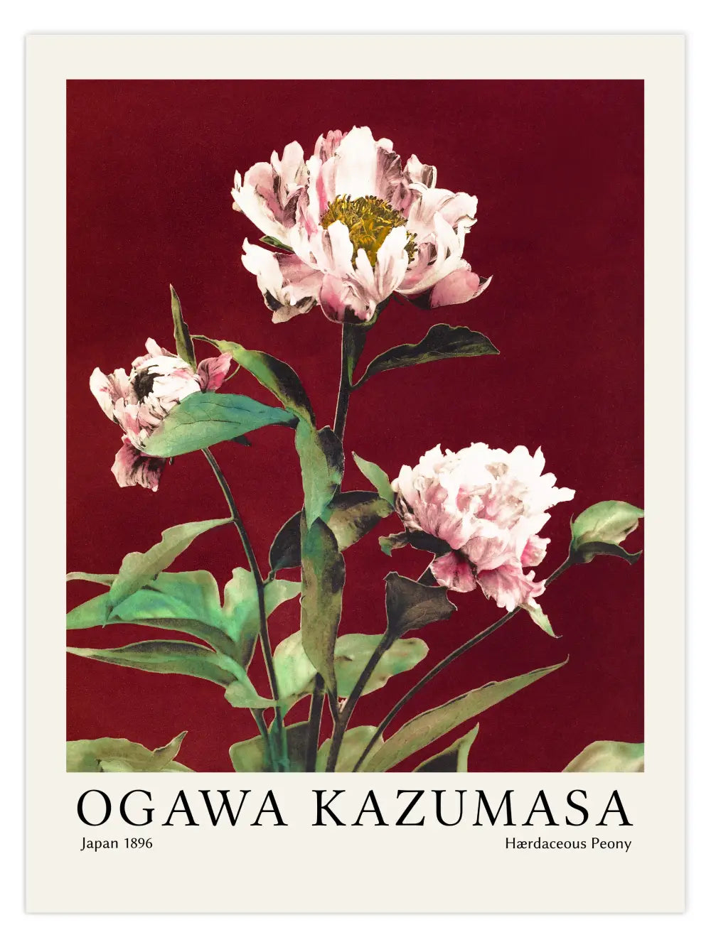 Ogawa Kazumasa - Hærdaceous Peony Nr 2 Poster