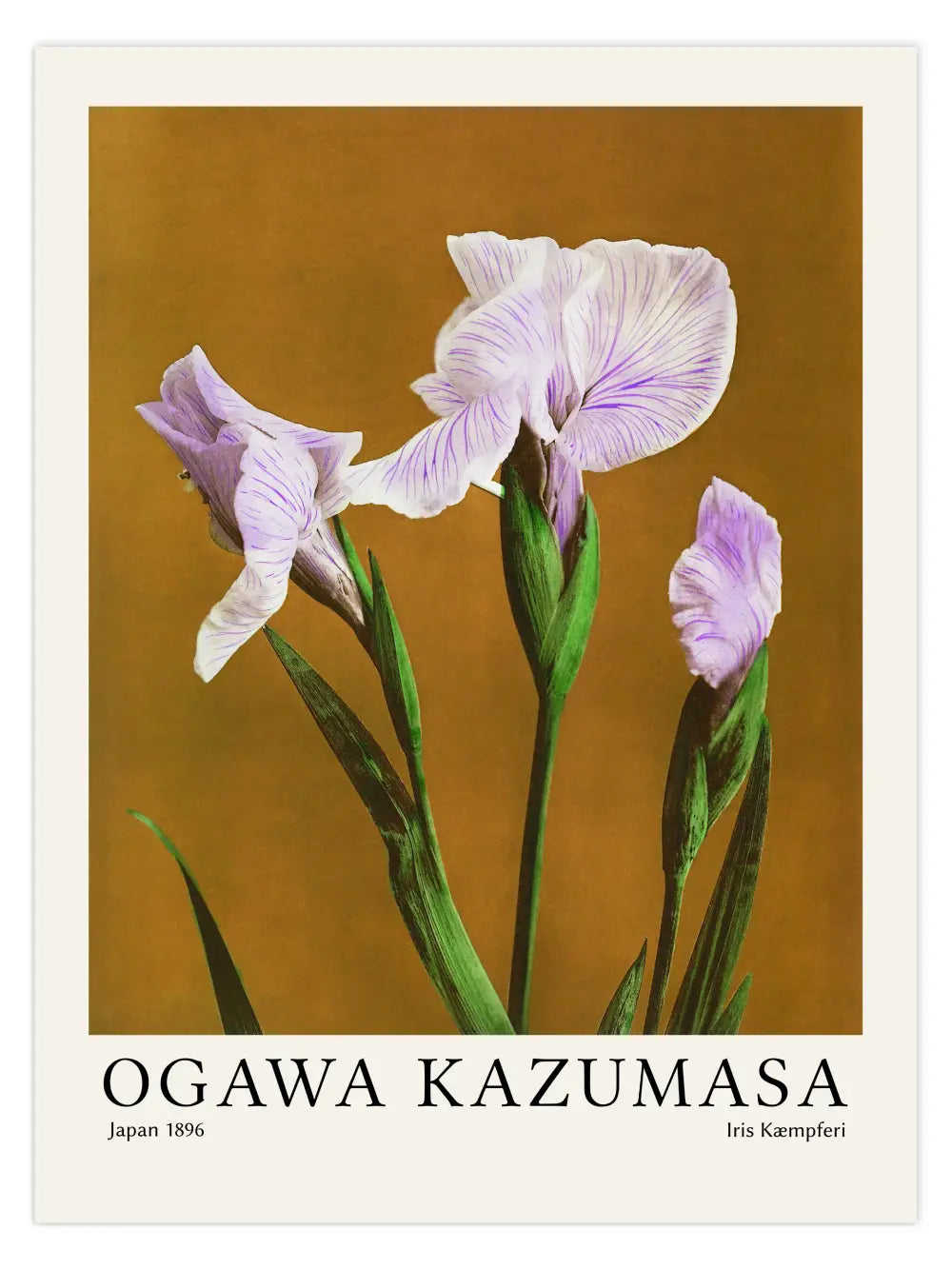 Ogawa Kazumasa - Iris Kæmpferi Poster