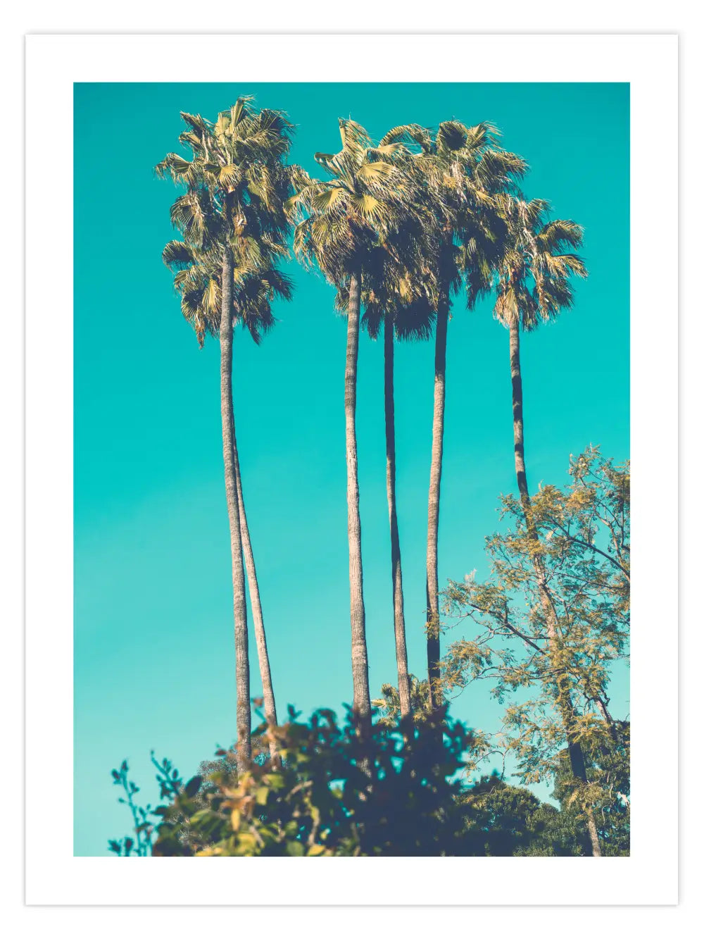 Palmen und blauer Himmel Poster