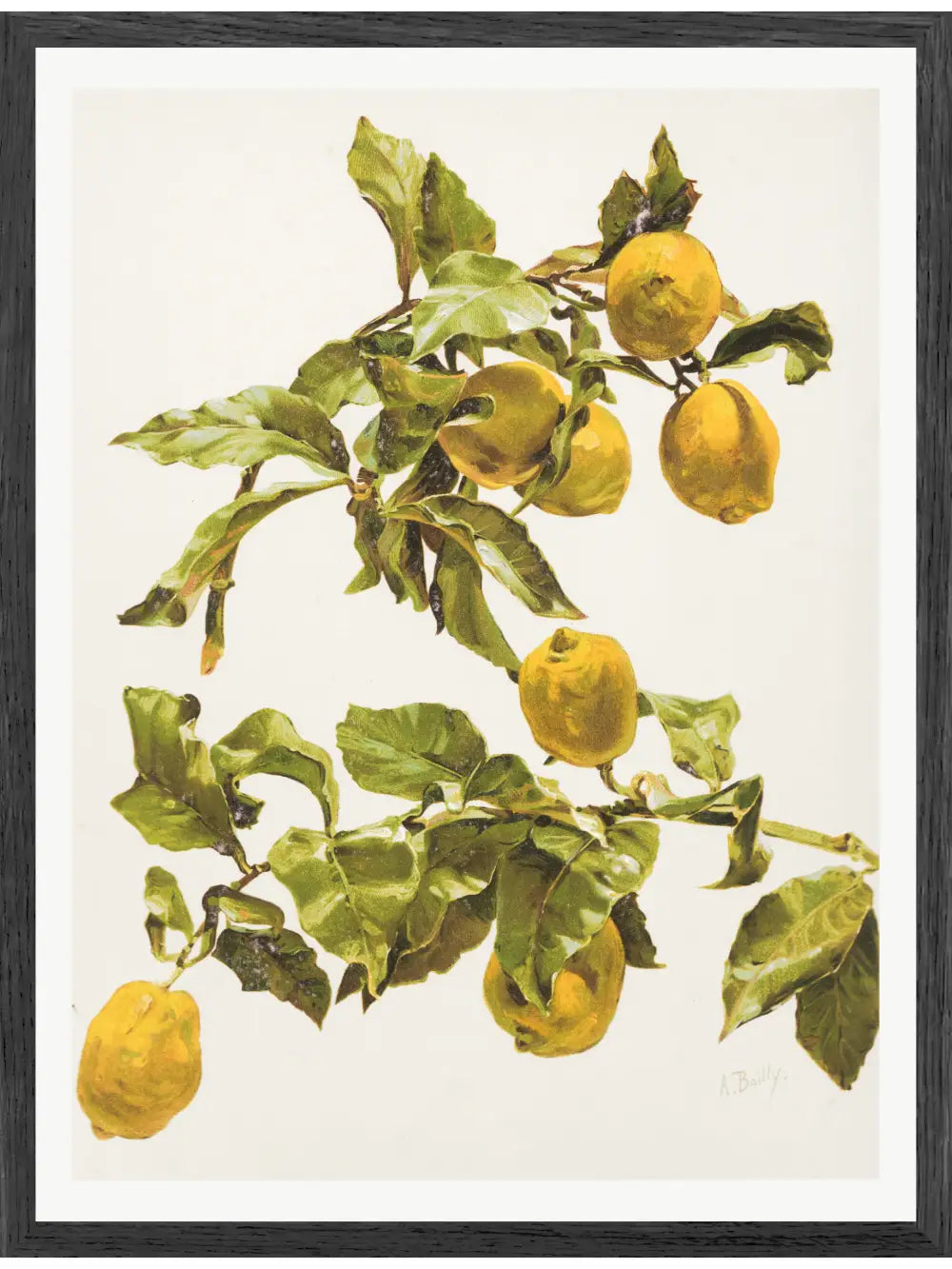Zitronen Aquarell Poster