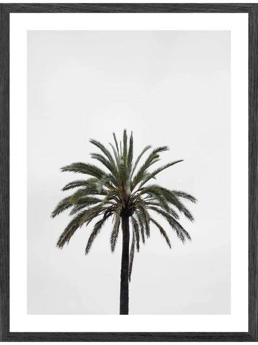 Einzelne Palme Poster