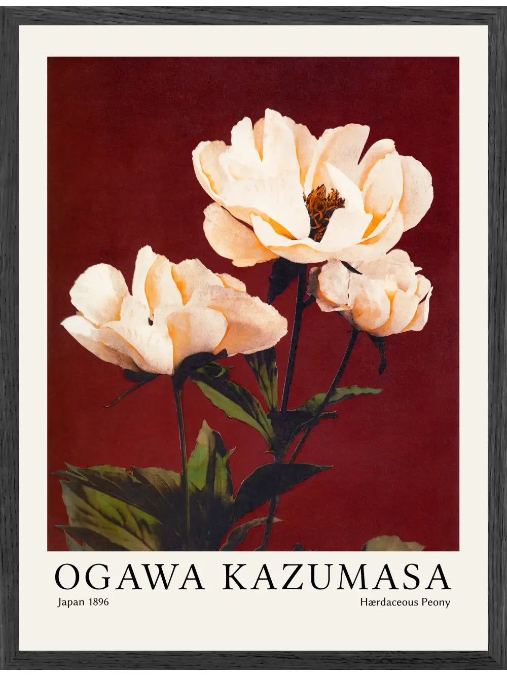 Ogawa Kazumasa - Hærdaceous Peony Poster