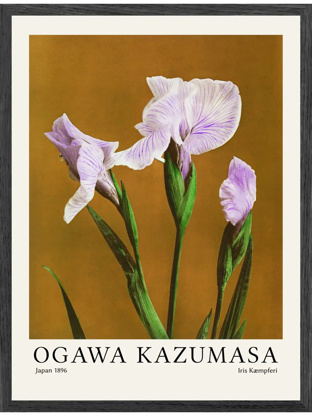 Ogawa Kazumasa - Iris Kæmpferi Poster