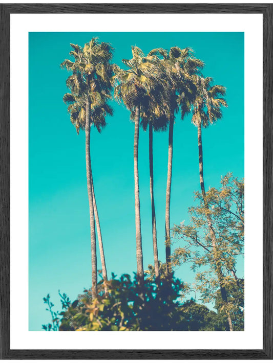 Palmen und blauer Himmel Poster