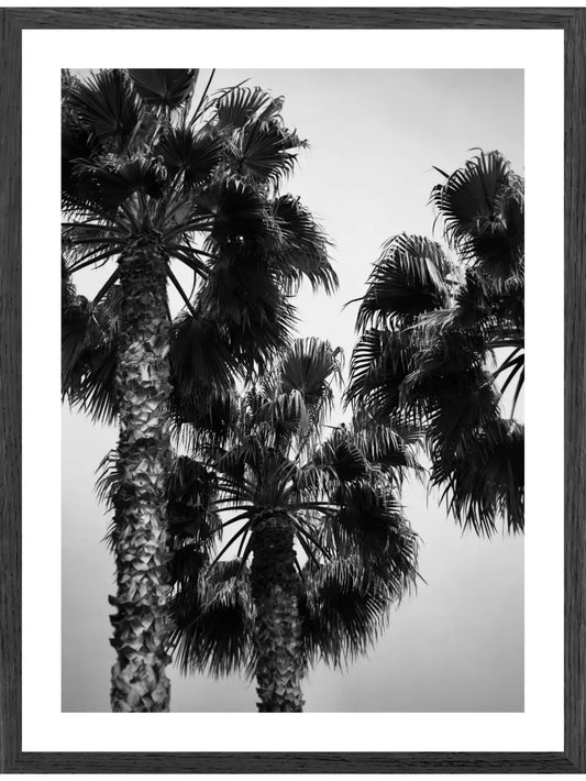 Schwarz-weißes Palmen Poster
