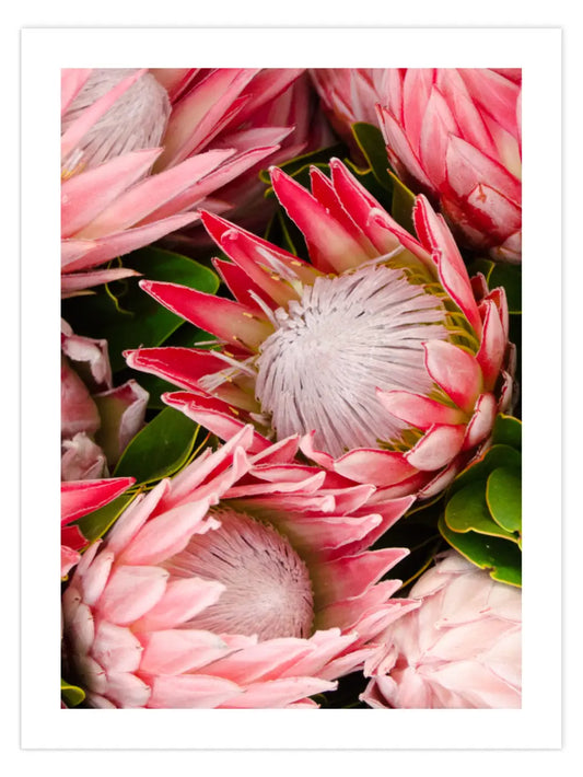 Protea Blume Poster